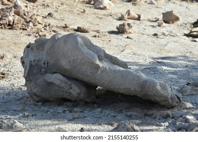 Conch Shells Laying On Beach Sand, Coral And Volcanic Rock Beside The Ocean Fossils