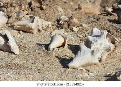 Conch Shells Laying On Beach Sand, Coral And Volcanic Rock Beside The Ocean Fossils