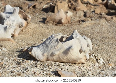 Conch Shells Laying On Beach Sand, Coral And Volcanic Rock Beside The Ocean Fossils