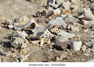 Conch Shells Laying On Beach Sand, Coral And Volcanic Rock Beside The Ocean Fossils