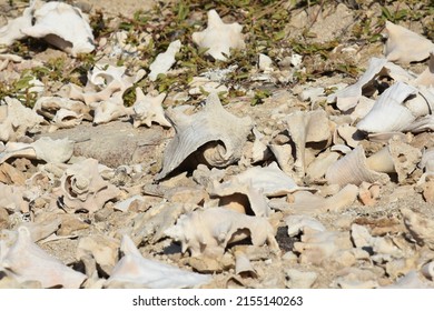 Conch Shells Laying On Beach Sand, Coral And Volcanic Rock Beside The Ocean Fossils