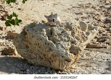 Conch Shells Laying On Beach Sand, Coral And Volcanic Rock Beside The Ocean Fossils