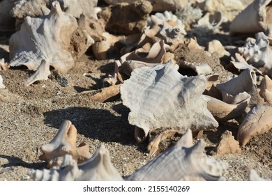 Conch Shells Laying On Beach Sand, Coral And Volcanic Rock Beside The Ocean Fossils