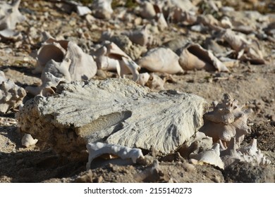 Conch Shells Laying On Beach Sand, Coral And Volcanic Rock Beside The Ocean Fossils