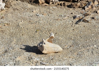 Conch Shells Laying On Beach Sand, Coral And Volcanic Rock Beside The Ocean Fossils