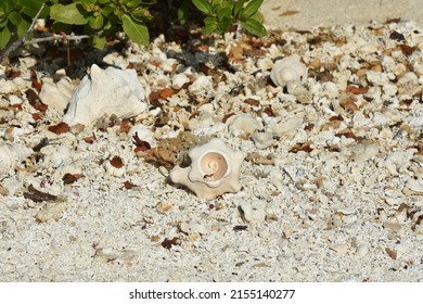 Conch Shells Laying On Beach Sand, Coral And Volcanic Rock Beside The Ocean Fossils