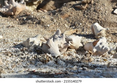 Conch Shells Laying On Beach Sand, Coral And Volcanic Rock Beside The Ocean Fossils