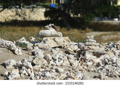 Conch Shells Laying On Beach Sand, Coral And Volcanic Rock Beside The Ocean Fossils