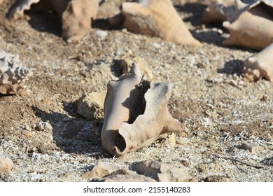 Conch Shells Laying On Beach Sand, Coral And Volcanic Rock Beside The Ocean Fossils