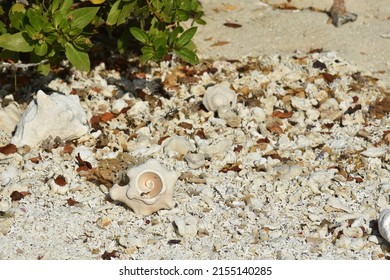 Conch Shells Laying On Beach Sand, Coral And Volcanic Rock Beside The Ocean Fossils