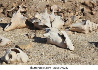 Conch Shells Laying On Beach Sand, Coral And Volcanic Rock Beside The Ocean Fossils