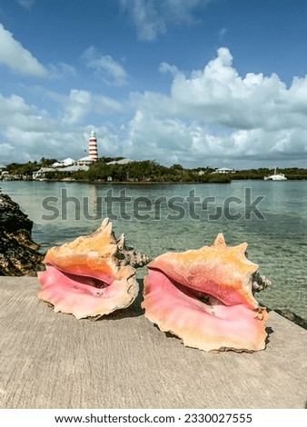 Conch shells with lighthouse in the background