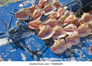 Conch shells on front of row boat on a caribbean island