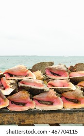 Conch shells piled on table