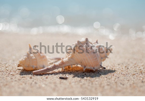 Conch Spiny Sea Creatures On Beautiful Stock Photo 543132919 | Shutterstock