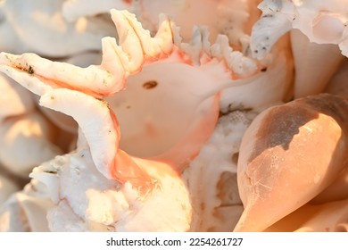 Conchs and shells from south India, display for sale - Shutterstock ID 2254261727