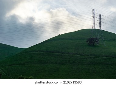 Concord, CA, USA - January 5, 2022: Cow In The Distance Atop Grassy Hills On Kirker Pass Road In Between Pittsburg And Concord