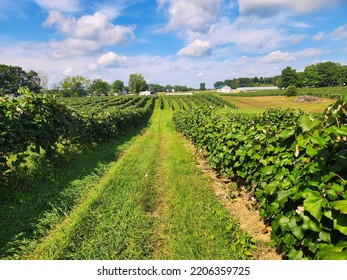 Concord Grape Vineyard, color photograph, landscape photo, farm backdrop