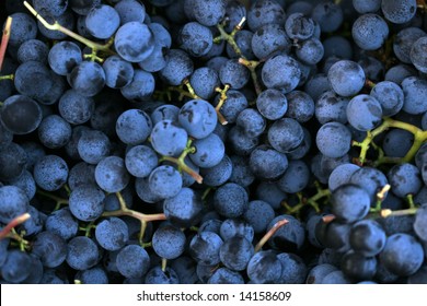 Concord Grapes Closeup