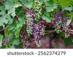 Concord Grapes growing on a vine in a garden. Several beautiful concord grapes hanging on a grape vine