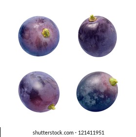 Concord Grapes Isolated On A White Background