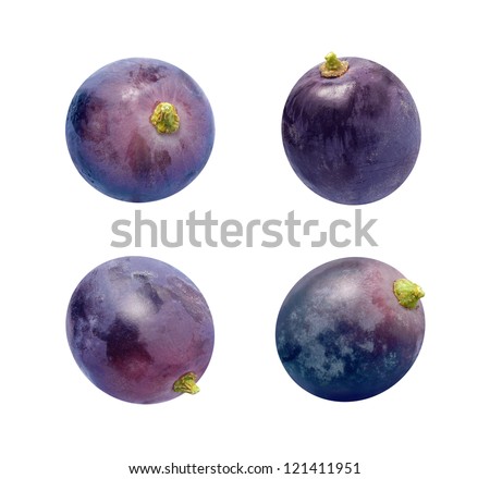 Concord Grapes Isolated on a white background