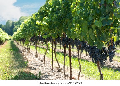 Concord Grapes On The Vine