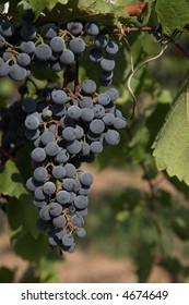 Concord Grapes Ripening On The Vine.