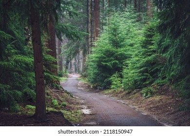 Concrete Bike Path Or Footpath Through The Woods. The Autumn Shines Light Through The Leaves Of Tall Trees And Plays With Shadow And Light In A Dutch Forest On The Veluwe