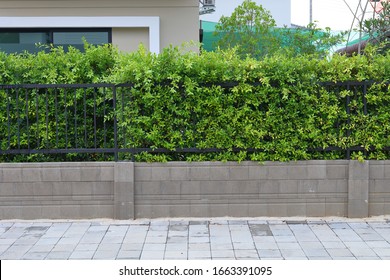 Concrete Block Wall And Pavement Sidewalk Street Floor, Black Iron Fence With Green Leaf Of Shrub Tree Growing In Natural Garden