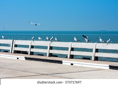 Concrete bridge road and seagulls stand on bridge barrier at seaside 