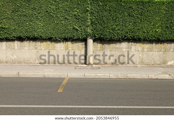 Concrete enclosure wall with green hedge above. A\
tiled sidewalk, cement pole and asphalt road in front. Background\
for copy space