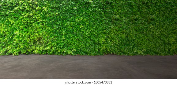 Concrete floor and green leaf ivy plant covered stone fence wall for design.	 - Powered by Shutterstock