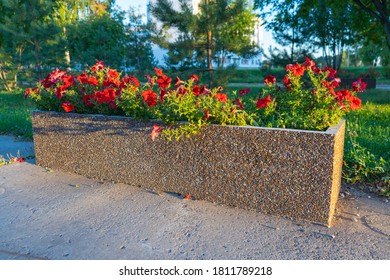 Concrete Flowerbed With Red Flowers In The Park