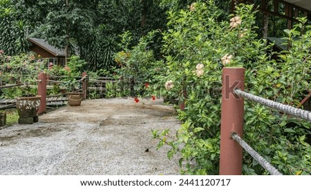 The concrete footpath is fenced with rope railings. Ornamental plants in pots grow along the path. Yellow and red hibiscuses among the lush foliage. The cottage in the distance. A lodge in the jungle