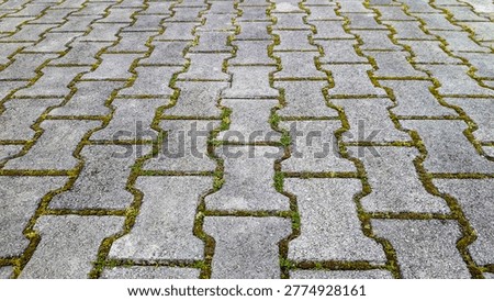 Concrete interlocking pavers forming a background texture, with green moss and small grass growing in the joints of the grey patio blocks, indicating natural growth and time