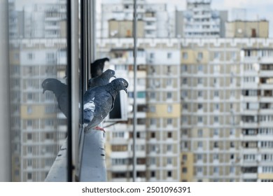 Concrete Jungle Watcher: Pigeon Overlooking Apartment Blocks - Powered by Shutterstock