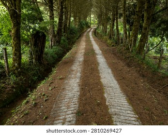 Concrete path covered with pine needles winding through a dense cloud forest and coffee farm in the mountainous region of Chiriqui, Boquete, Panama - stock photo
