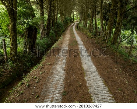 Concrete path covered with pine needles winding through a dense cloud forest and coffee farm in the mountainous region of Chiriqui, Boquete, Panama - stock photo