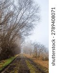 Concrete Pathway framed with leafless trees and some green and brown grass in a foggy landscape at wintertime