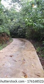 Concrete Pathway Through The Forest. Concrete Road In Wet Area.Rain Forest Walking Pathway In Sri Lanka.