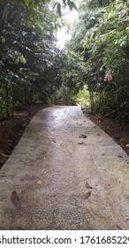 Concrete Pathway Through The Forest. Concrete Road In Wet Area.Rain Forest Walking Pathway In Sri Lanka.