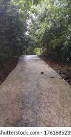 Concrete Pathway Through The Forest. Concrete Road In Wet Area.Rain Forest Walking Pathway In Sri Lanka.