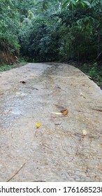 Concrete Pathway Through The Forest. Concrete Road In Wet Area.Rain Forest Walking Pathway In Sri Lanka.