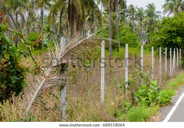 Concrete posts lined up build a fence of barbed\
wire in the jungle in\
Thailand