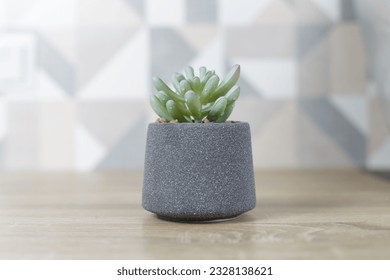 Concrete pot. succulent plant in modern geometric concrete planter on wooden table