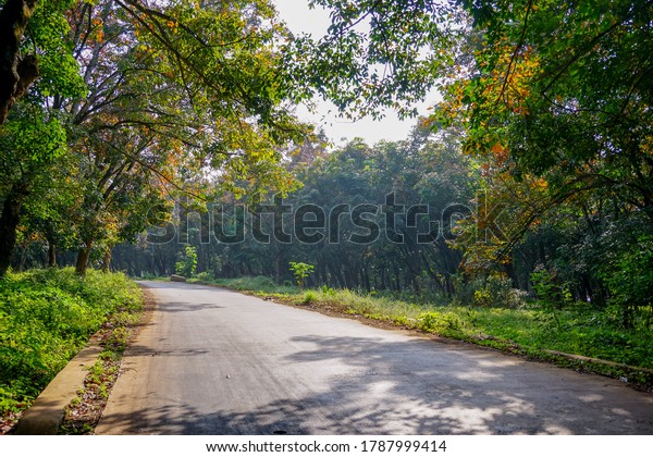 Concrete\
road in the middle of a rubber garden in\
autumn