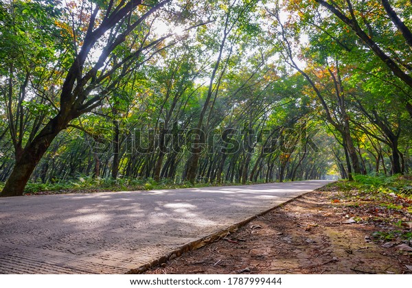 Concrete\
road in the middle of a rubber garden in\
autumn