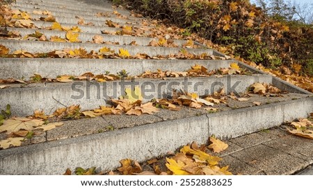 Similar – Image, Stock Photo Concrete steps with fall leaves