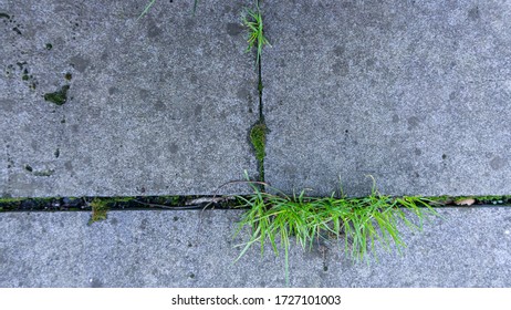 Concrete Tile Garden Path, Overgrown With Grass